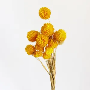 Bouquet naturale di fiori secchi di amaranto globo giallo per composizioni floreali fai da te.
