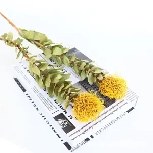 Close-up detail of dried pincushion flower branch with green leaves for Nordic home decor.