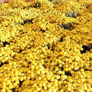 Close up detail of natural yellow dried billy balls flowers for home decor and photography props.