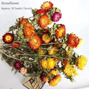 Natural dried strawflowers bunch, colorful decorative floral bouquet for home decor and props.