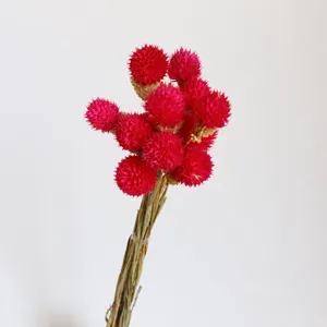 Vista dettagliata di un mazzo di fiori secchi di amaranto globoso rosa per composizioni.