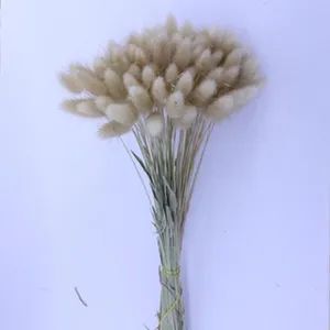 Natural dried bunny tails flowers bunch for home decor and photography props details.