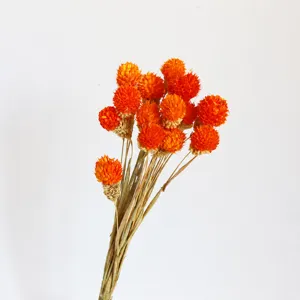 Dettaglio di fiore di amaranto globoso essiccato naturale, arancione, ideale per composizione DIY