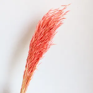 Pink dried oat grass flowers bouquet natural dried botanical stems for home decor photo props