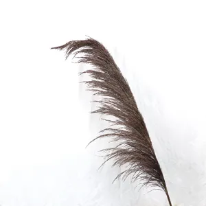Natural dried pampas grass close up, dark brown Nordic style floral decor branch.