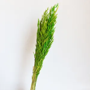 Natural green dried oat grass bunch wheat ears for home decor and photography props.