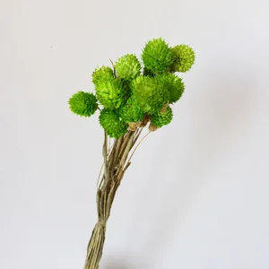 Dettaglio mazzo di fiori secchi verdi, materiale vegetale naturale per composizioni floreali fai da te.