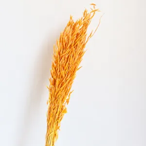 Natural dried oat flower detail shot, perfect as photography prop and home decor wheat ear floral.
