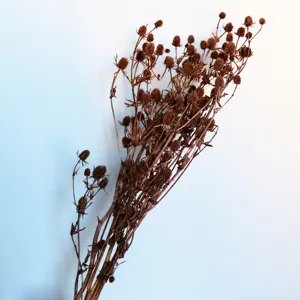 Natural dried eryngium flower bouquet detail, preserved botanical decor for home styling.