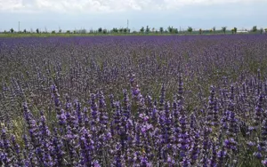 Xinjiang lavender field detail view, natural purple flower scenery for decor background.