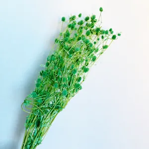 Preserved green sea holly flowers bouquet dried botanical natural home decor floral arrangement