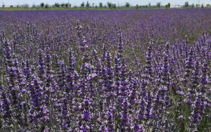 Dried lavender flowers natural purple bouquet for home decoration photography props detail view