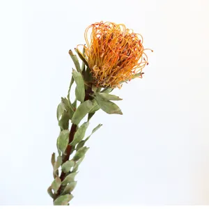 Natural dried pincushion flower stem, Nordic rustic style home decor botanical floral display.