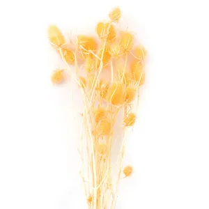 Mazzo di fiori secchi naturali gialli appuntiti decorativi per artigianato e casa design.