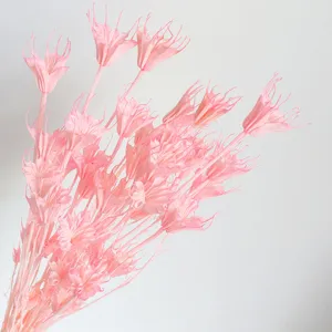 Detailed close-up of pink dried star flowers, artistic botanical decor prop, natural style.