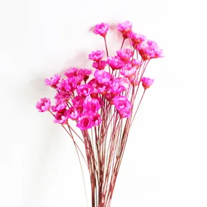 Pink dried star flowers detail display, ideal for DIY aromatherapy and home floral decoration.