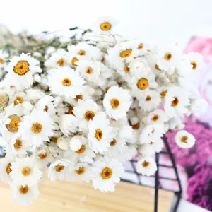 Gedroogde bloemen witte rhodanthe madeliefje kleine chrysant huisdecoratie rekwisieten.