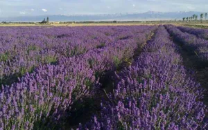 Detailed view of fresh purple lavender fields, perfect for dried flower bouquet decor props.