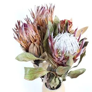 Dried king protea flowers bouquet home decor floral arrangement photography prop ornament.