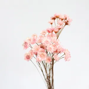 Pink dried star flowers for DIY crafts, aromatic floating flower materials and home floral decor.