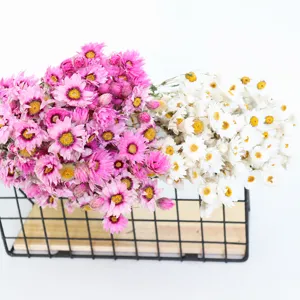 Natuurlijke Gedroogde Bloemen Rhodanthe Everlasting Daisy Boeket Voor Huisdecoratie En Fotografie Rekwisieten