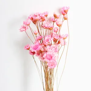 Pink dried star flowers natural botanical bouquet for home decor aromatherapy DIY crafts.