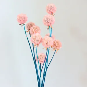 Preserved scabiosa dried flower bouquet with pink heads and blue stems for home decor.