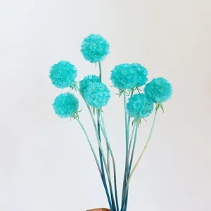 Detail view of dried preserved cyan scabiosa flowers for home decor and DIY gift box crafts.