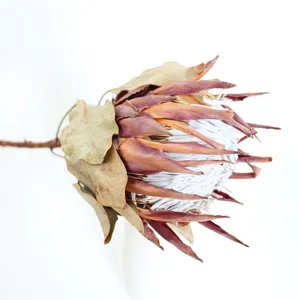Natural dried king protea flower stem for home decor, photography prop and floral arrangement.