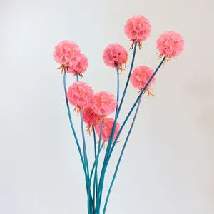 Preserved scabiosa flowers pink heads blue stems dried floral bouquets for home decor gift box.