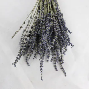 Natural dried lavender bouquet purple dry flowers for home decoration and photography props