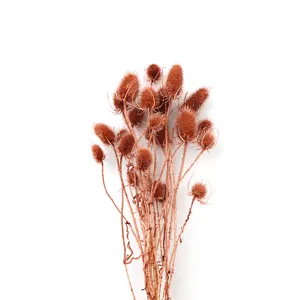 Primo piano di fiori secchi naturali marroni per decorazioni floreali eleganti e uniche.