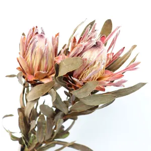 Detailed view of dried king protea flower bunch, perfect for home decor, floral arrangements.
