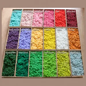 Preserved Moss Dried Flowers Boxed For Home Decoration Moss Wall DIY Craft Material Natural Coral Grass Floral Decor
