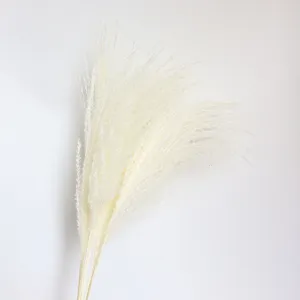 White fluffy pampas grass dry flowers for home decor wedding party flower arrangement