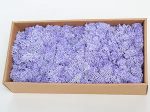 Preserved purple moss for home decor DIY, natural reindeer lichen craft flower box for wall decor.