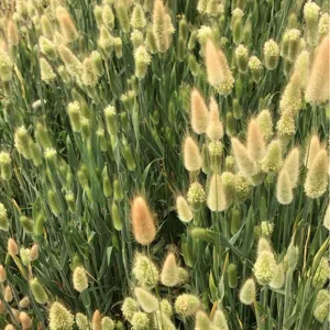 Gros plan de fleurs séchées de queue de lapin duveteuses, accessoire de déco naturelle.