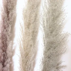 Close-up detail shot of fluffy grey dried pampas grass plumes, natural home decoration.