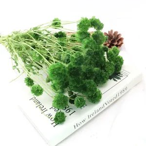 Primo piano di fiori secchi di scabiosa verde, ideale per dettagli di decorazione floreale.
