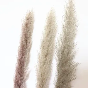 Natural dried fluffy pampas grass stems detail in grey and beige for elegant home decor design.