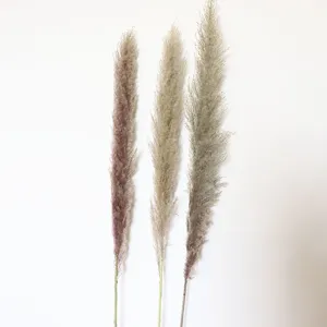 Natural dried pampas grass stems for home decor, wedding floral arrangement and photo shoot.