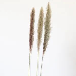 Natural grey pampas grass dried flowers stem detail view, perfect for home decor and floral arrangements.