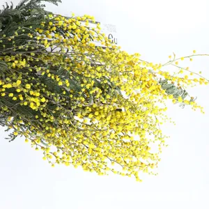Detailed close-up of natural dried mimosa flowers with vibrant yellow buds and delicate green leaves.