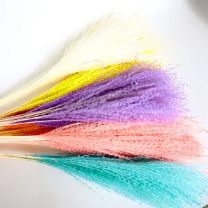 Colorful dried pampas grass stems, fluffy floral bouquet detail for nice home decor.