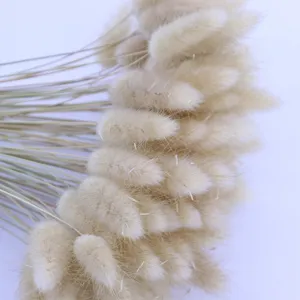 Fleurs de queue de lapin séchées en gros plan, parfaites pour la déco et les accessoires.