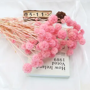 Bouquet di fiori secchi rosa, sfere di scabiosa naturali per decorazione d'interni e casa.