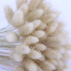 Gros plan détaillé de queue de lapin séchée naturelle, idéal pour la décoration intérieure.