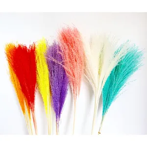 Colorful dried pampas grass bouquets, fluffy reed flower stems for home and wedding decoration.