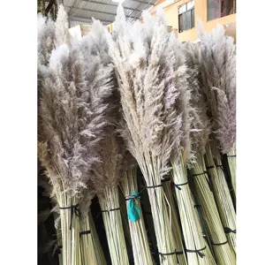 Natural dried pampas grass bulk, fluffy tall reed plumes for home and wedding decor wholesale.