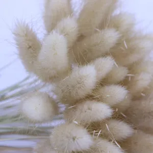 Herbe de queue de lapin séchée naturelle en gros plan, tiges florales duveteuses.